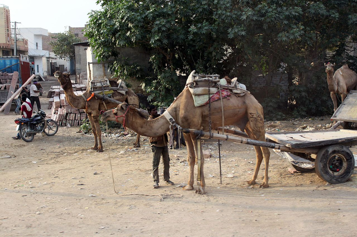 6 Days Rajasthan Tour