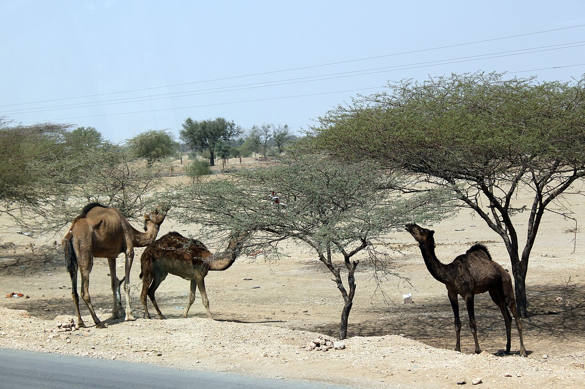9 Days Rajasthan Tour photo 1