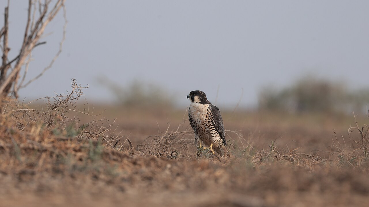 Classic Gujarat Photography Tour photo 1