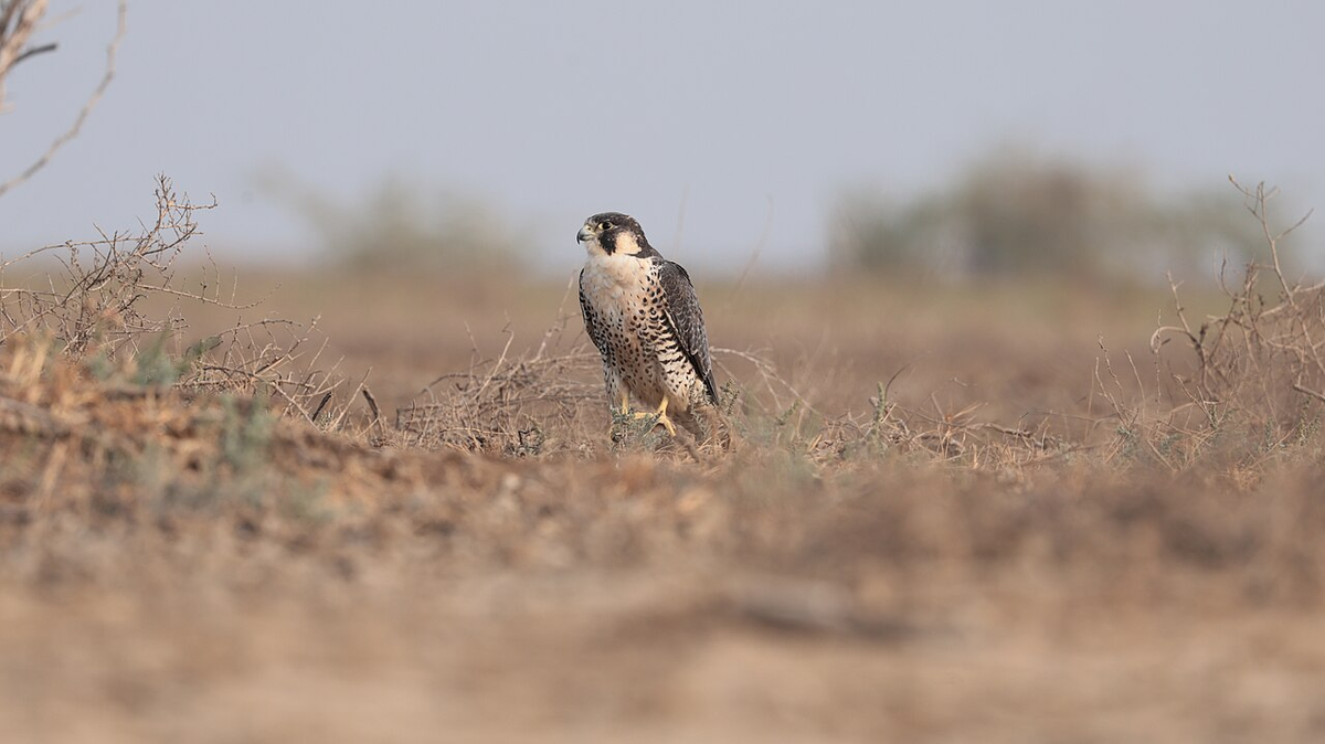 Classic Gujarat Photography Tour photo 1