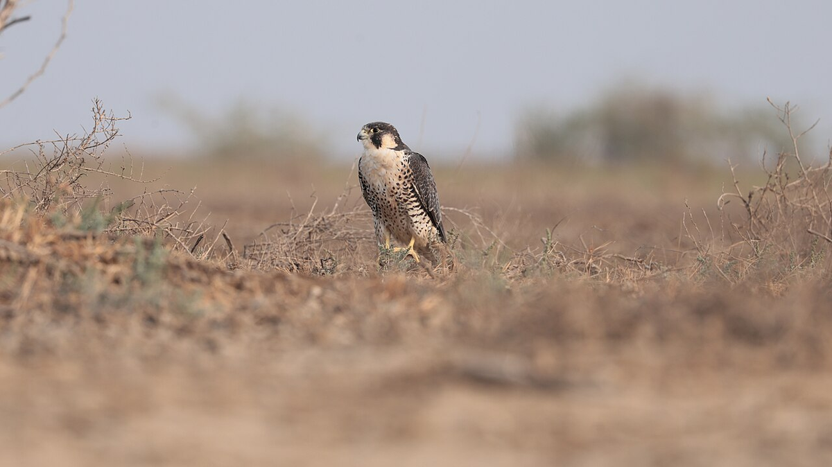 Classic Gujarat Photography Tour photo 1