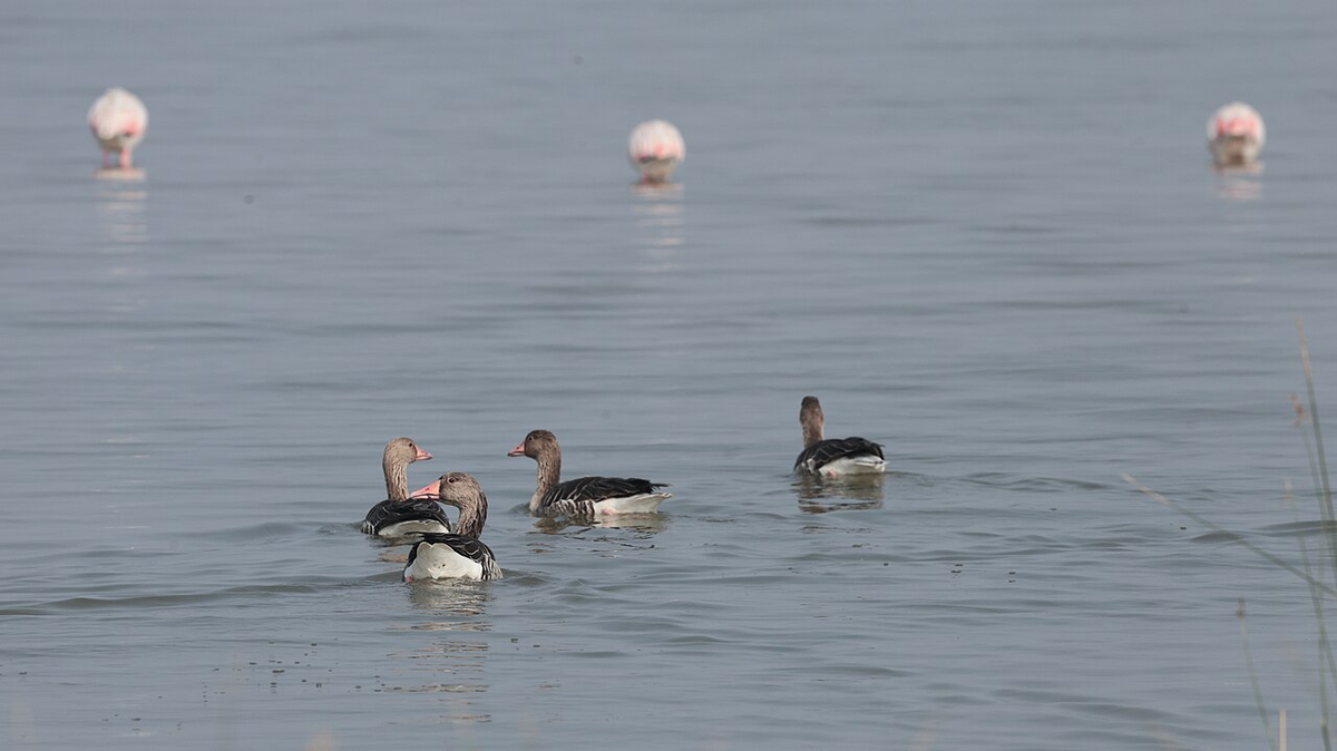 Classic Gujarat Wildlife Tour photo 1