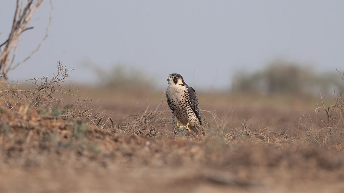 Enchanting Gujarat Photography Tour photo 1