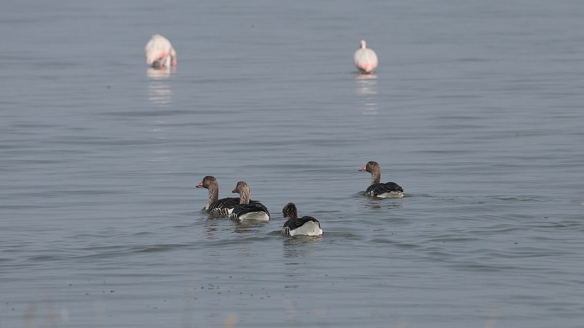 Enchanting Gujarat Wildlife Tour photo 1