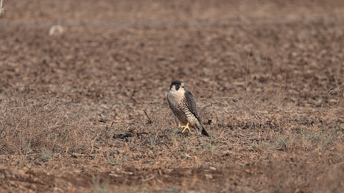 Hidden Gems of Gujarat Weekend Getaway Tour photo 1