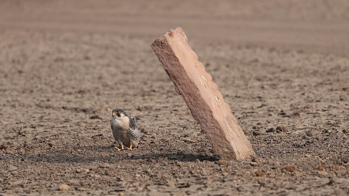 Incredible Gujarat Cultural Tour photo 1