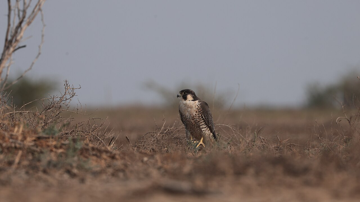 Incredible Gujarat Weekend Getaway Tour photo 1