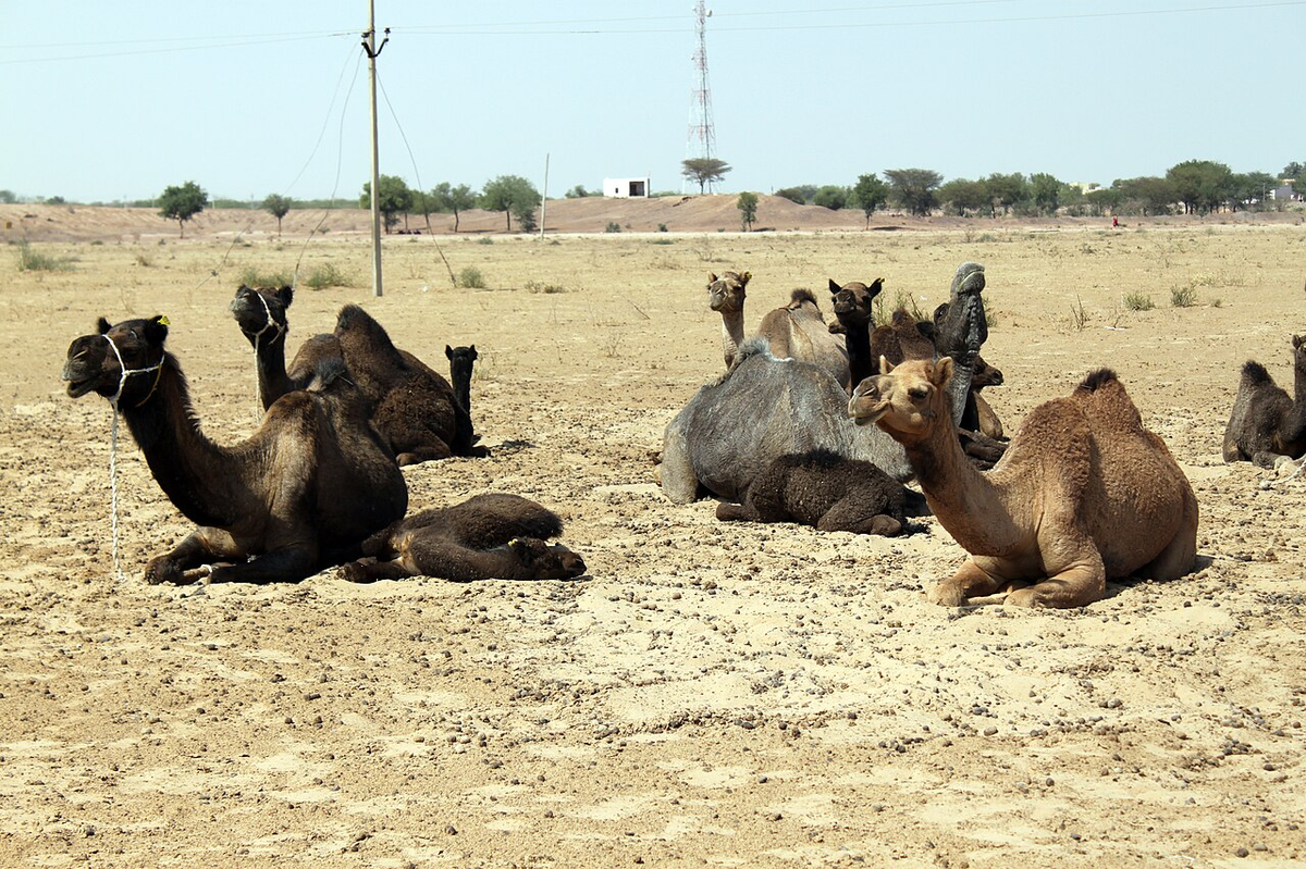 Jaipur-Pushkar-Jaipur 03Nights 04 Days photo 1