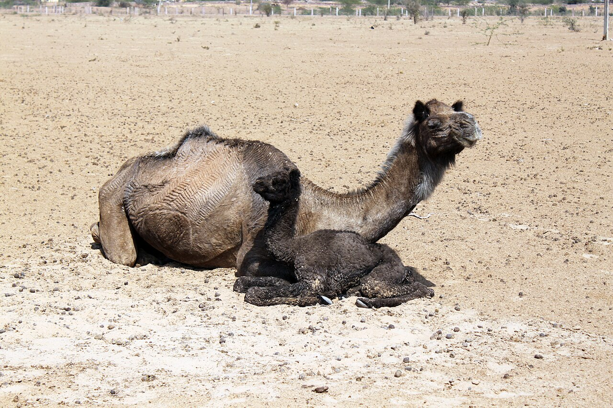 Jaipur-Pushkar-Jodhpur-Udaipur 07Nights 08 Days photo 1