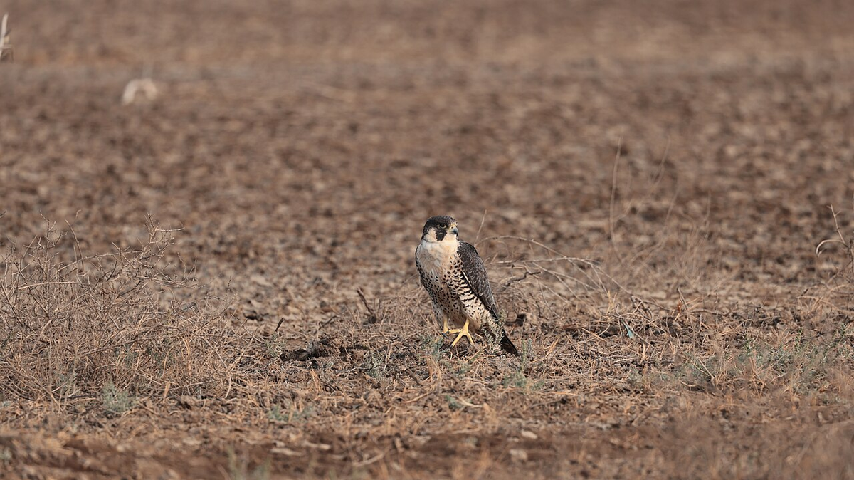 Journey through Gujarat Weekend Getaway Tour photo 1