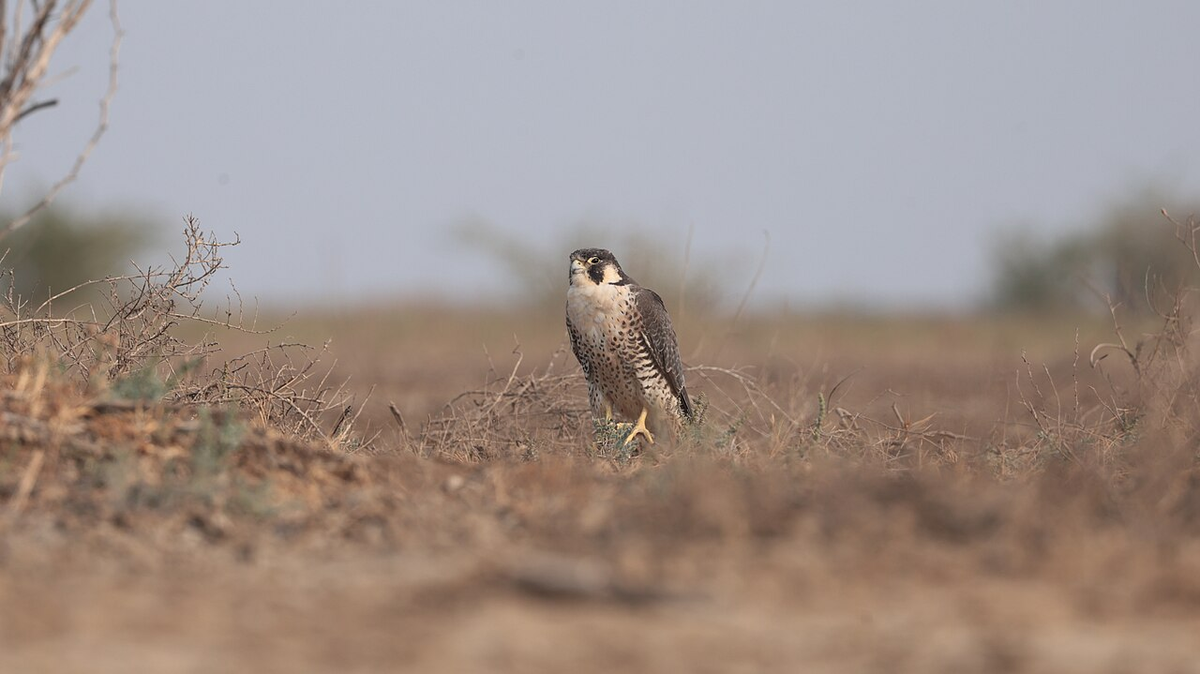 Journey through Gujarat Weekend Getaway Tour photo 1
