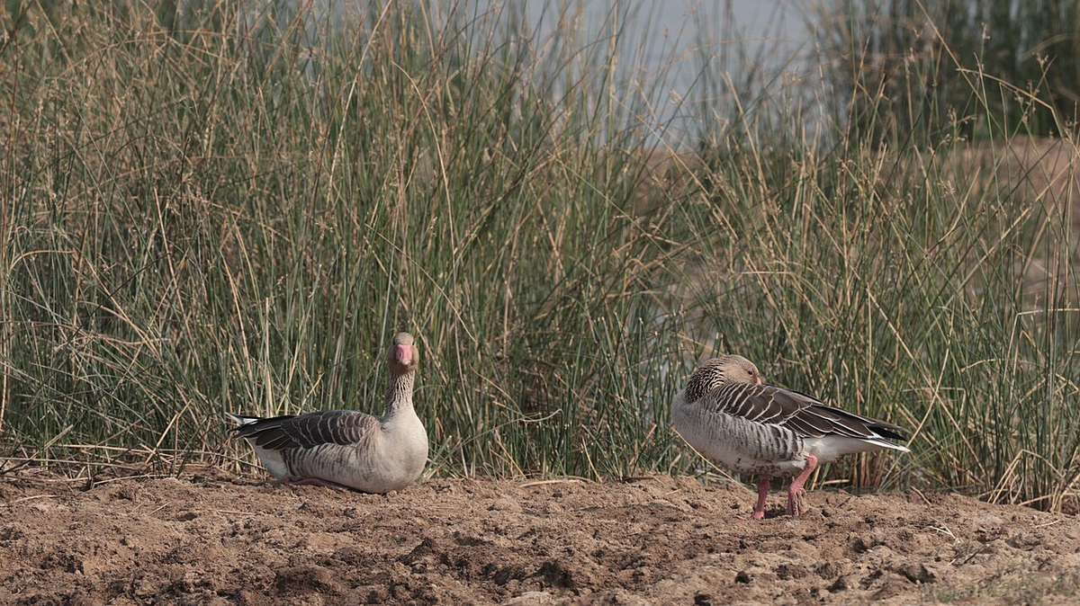Journey through Gujarat Wildlife Tour photo 1
