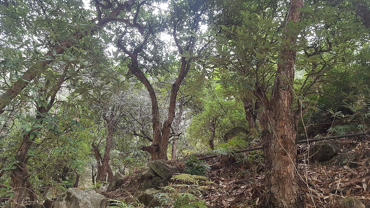 Journey through Himachal Luxury Tour photo 1
