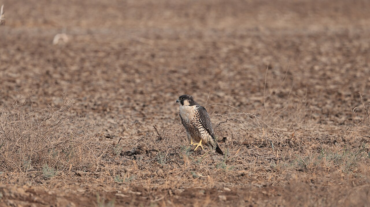 Magical Gujarat Budget Tour photo 1