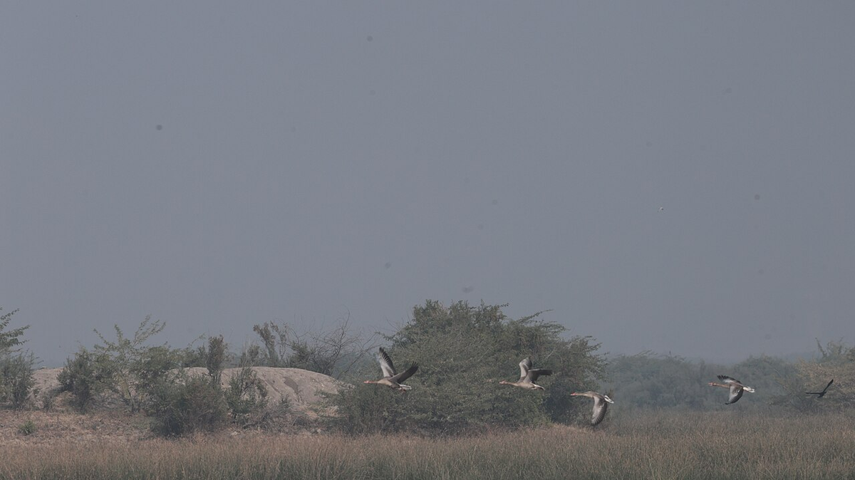 Mystical Gujarat Cultural Tour photo 1