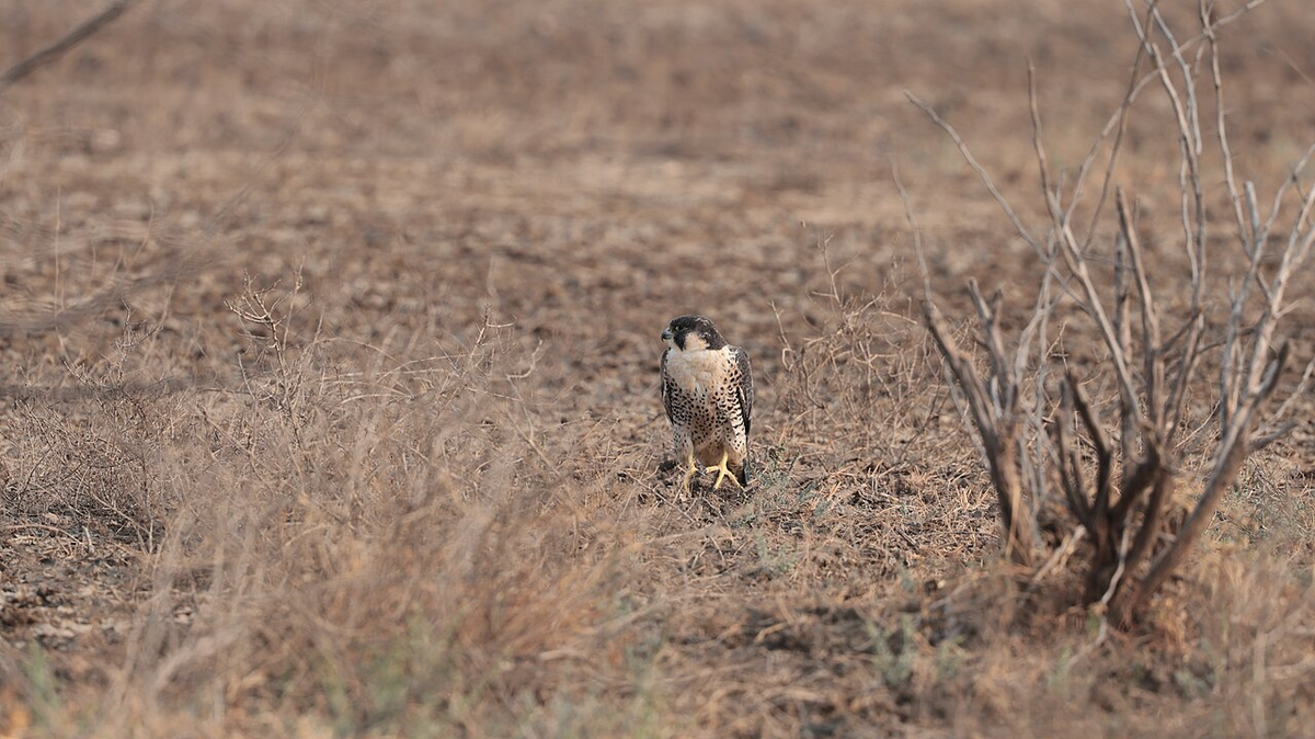 Mystical Gujarat Luxury Tour photo 1
