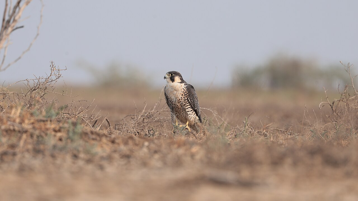 Royal Gujarat Photography Tour photo 1