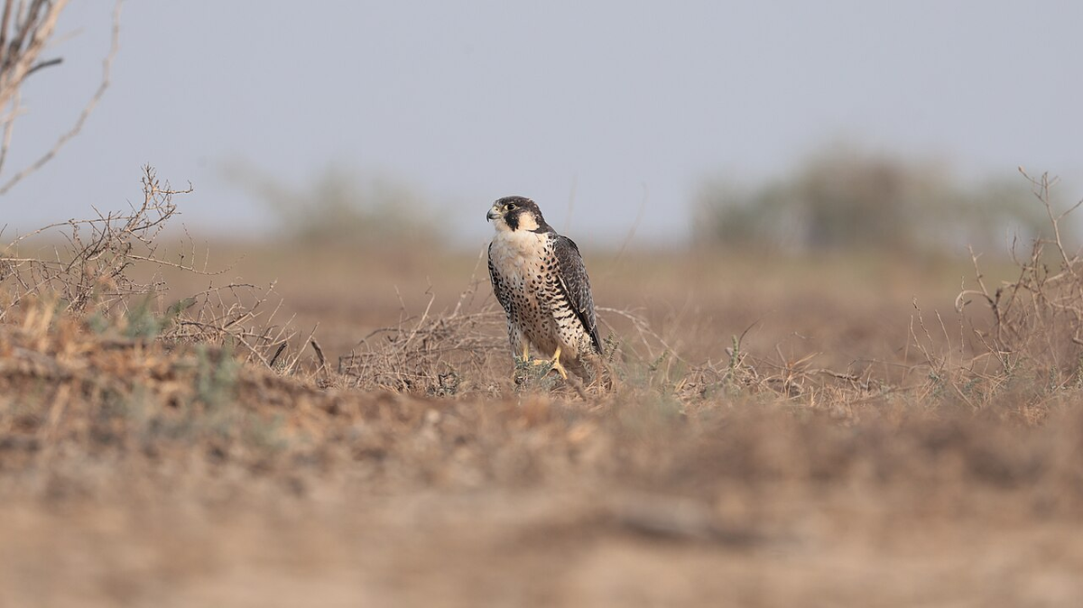 Royal Gujarat Photography Tour photo 1