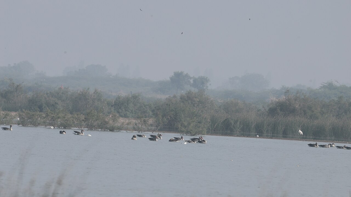 Royal Gujarat Wildlife Tour photo 1