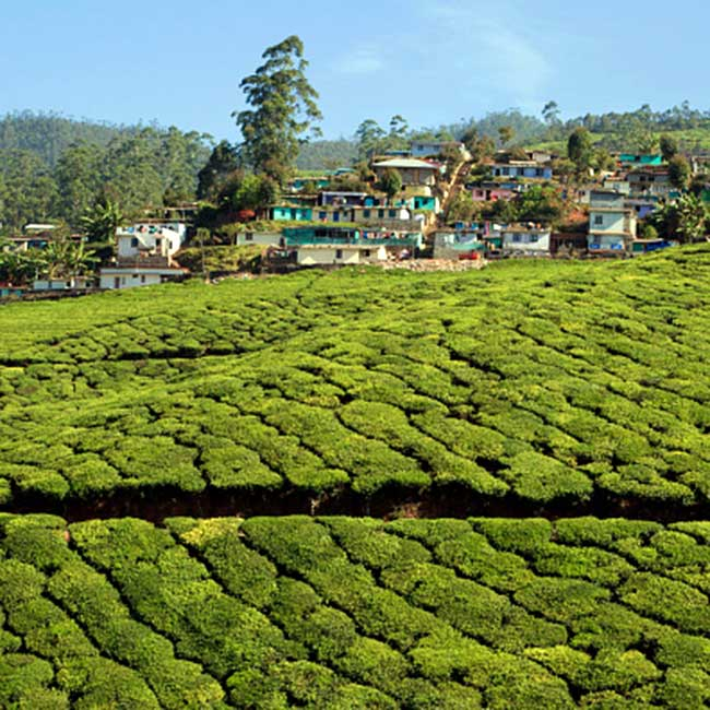 Royal Kerala Photography Tour photo 1