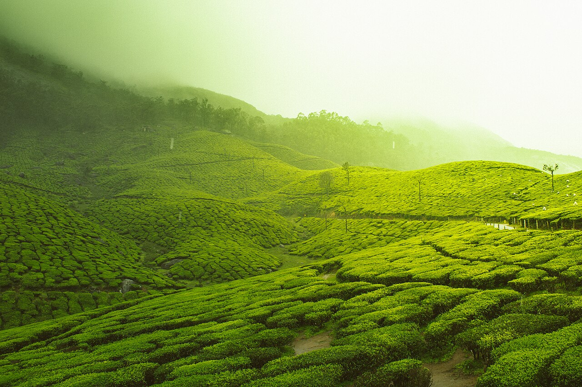 Royal Kerala Photography Tour photo 1