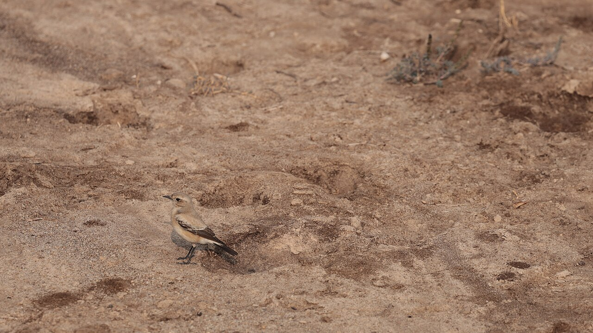 Serene Gujarat Adventure Tour photo 1