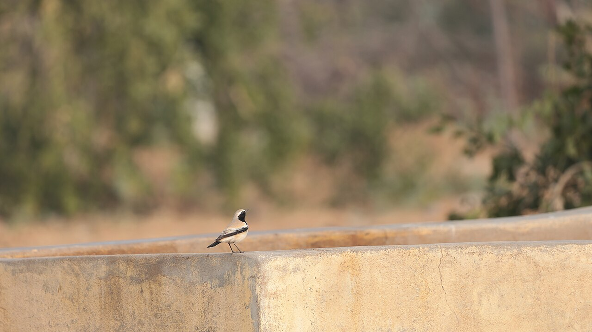 Serene Gujarat Adventure Tour photo 1