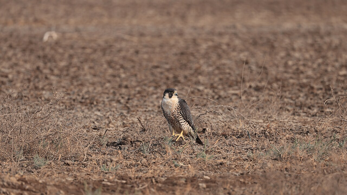 Serene Gujarat Budget Tour photo 1