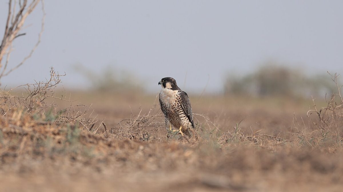 Serene Gujarat Weekend Getaway Tour photo 1