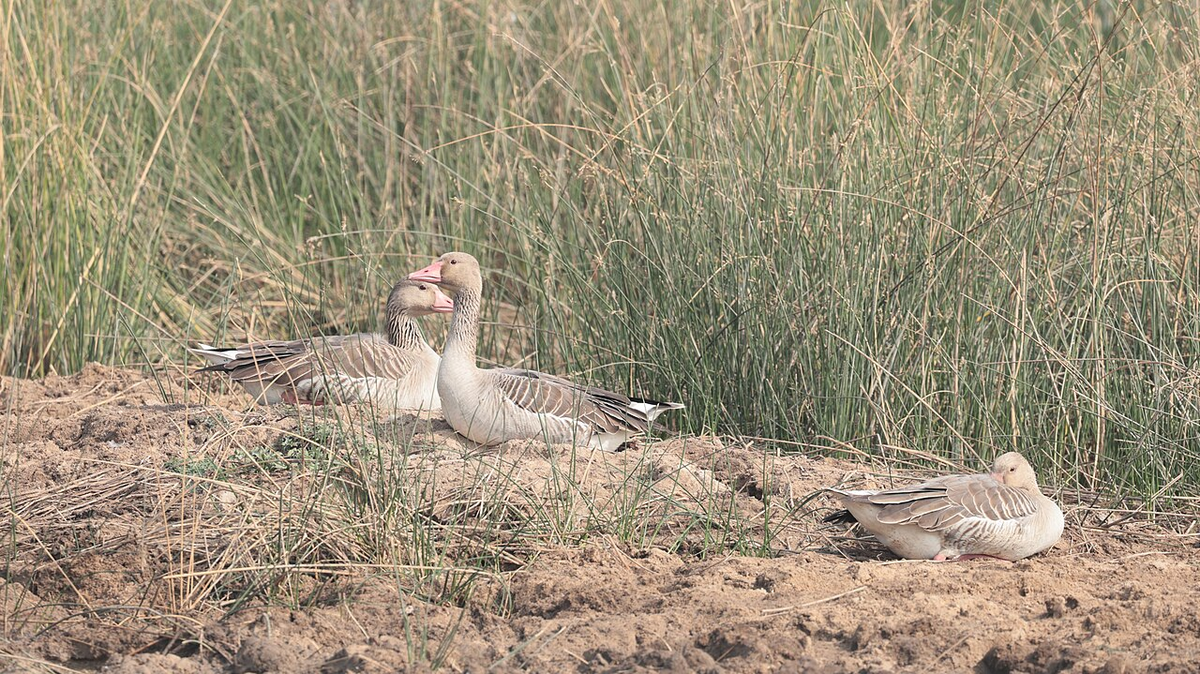Serene Gujarat Wildlife Tour photo 1