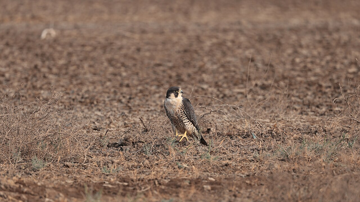 Spectacular Gujarat Budget Tour photo 1