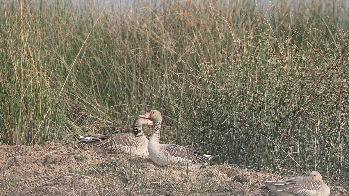 Spectacular Gujarat Wildlife Tour photo 1