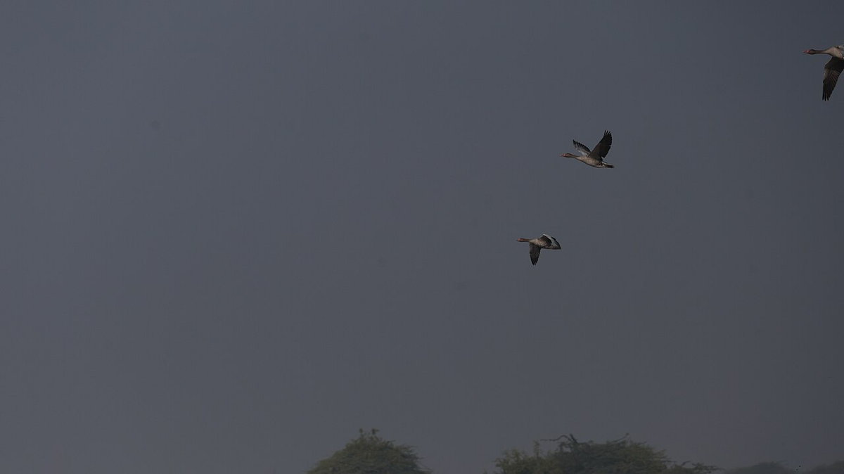 Thrilling Gujarat Cultural Tour photo 1
