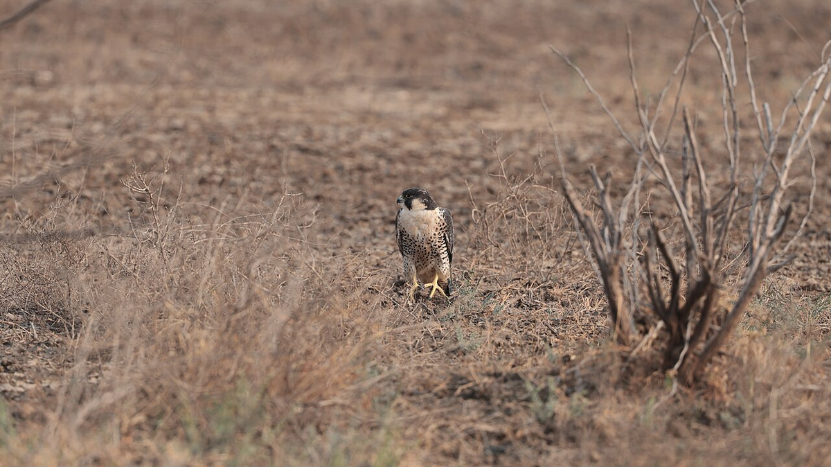 Thrilling Gujarat Luxury Tour photo 1