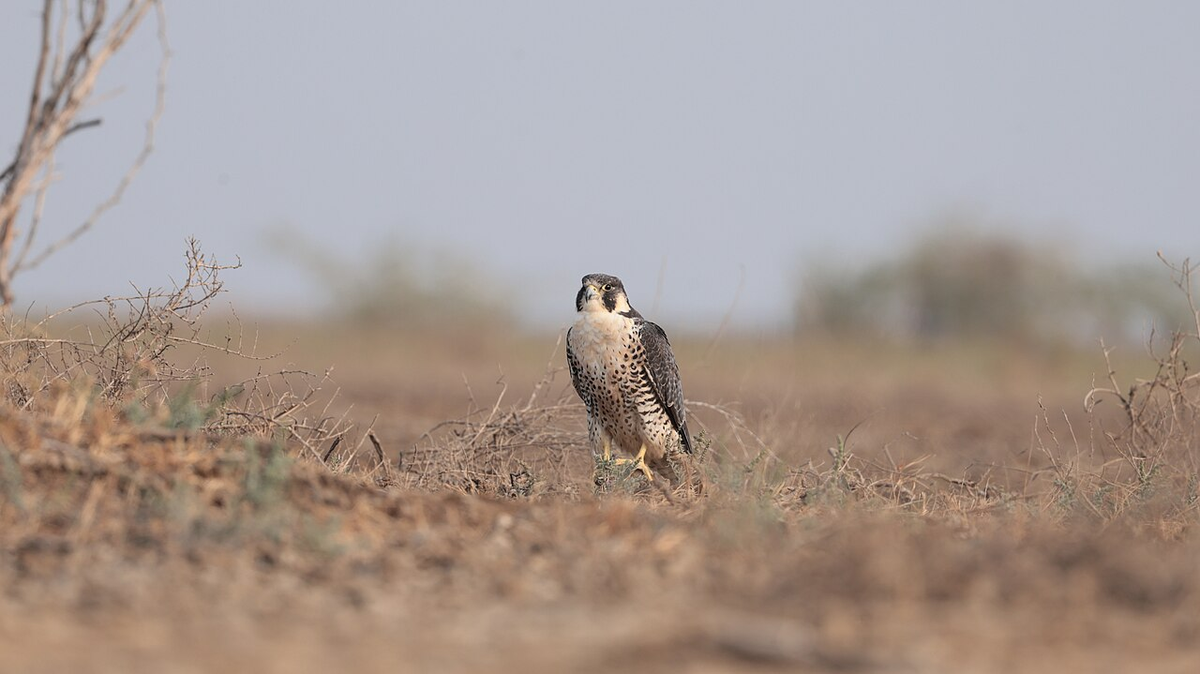 Thrilling Gujarat Weekend Getaway Tour photo 1
