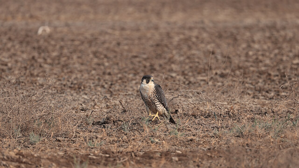 Ultimate Gujarat Budget Tour photo 1