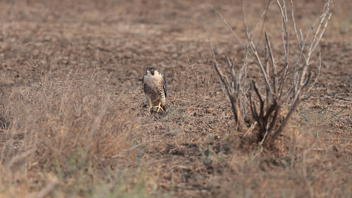 Ultimate Gujarat Luxury Tour photo 1