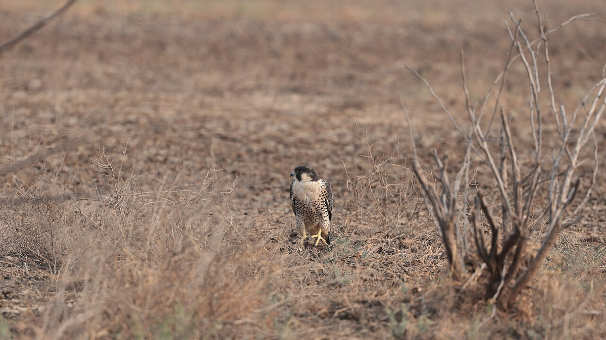 Ultimate Gujarat Luxury Tour photo 1