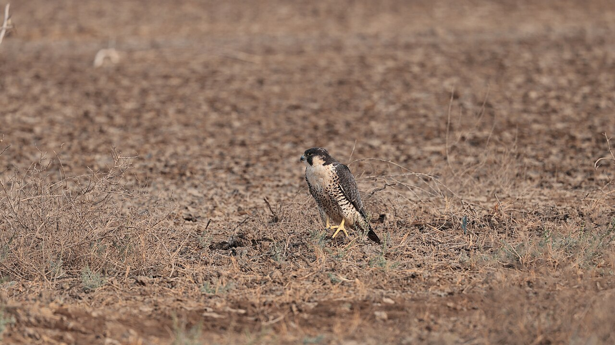 Unforgettable Gujarat Budget Tour photo 1
