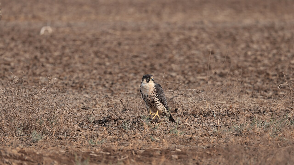 Unforgettable Gujarat Budget Tour photo 1