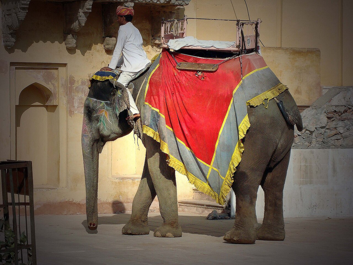 Unforgettable Rajasthan Wildlife Tour photo 1